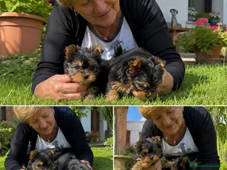 Yorkshire Terrier perros yorkshire mini - envio toda españa - Anuncio 1