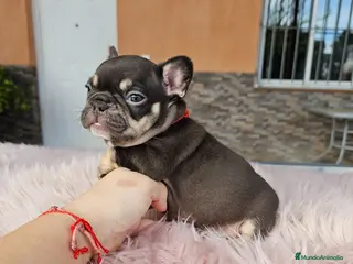 Bulldog Francés perros Bulldog francés cocoa and tan - Anuncio 1