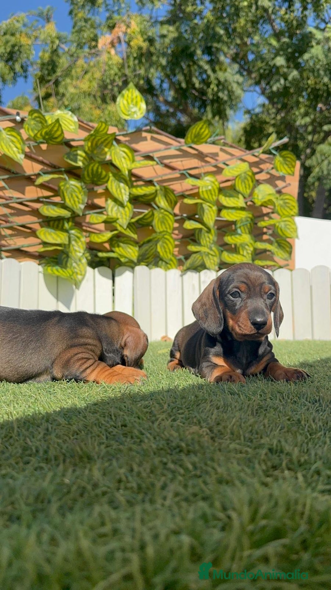 Teckel Miniatura perros en venta: TECKEL MINIATURA - Imagen 18