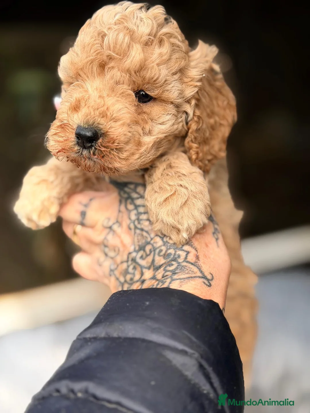 Maltipoo perros en venta: MALTIPOO GENERACIÓN F2 - Anuncio 2