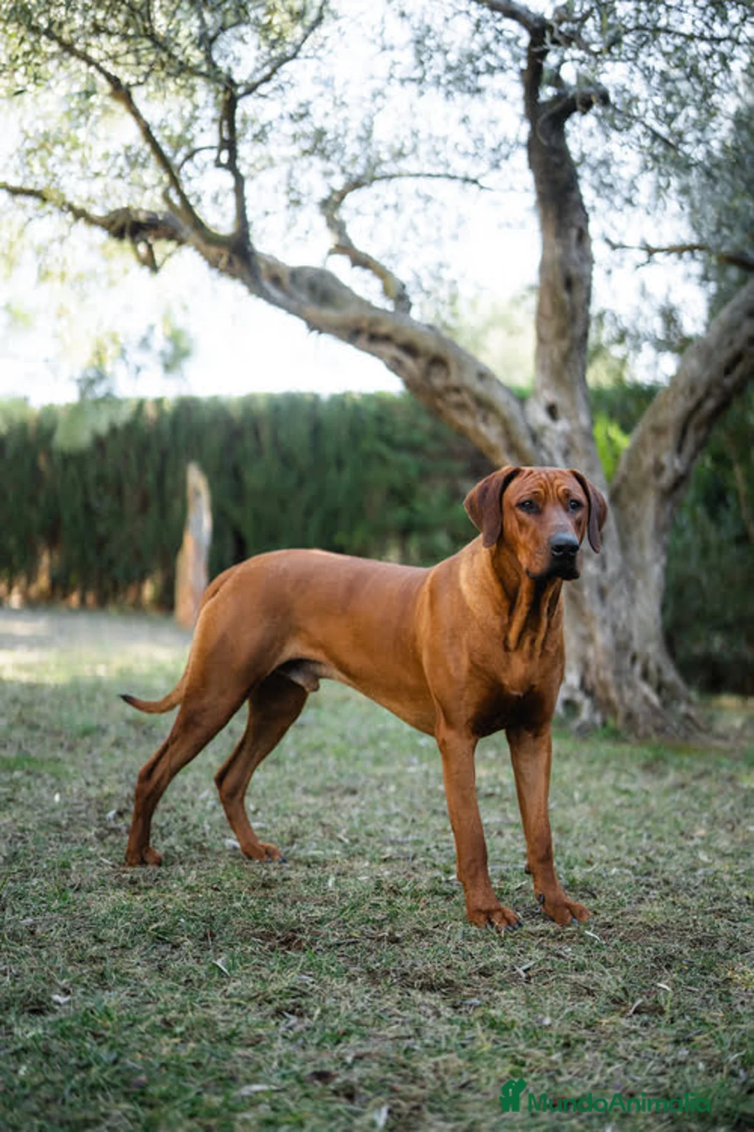 Imagen de galería {{count}}