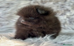 Pomerania perros en venta: POMERANIA LULU TOY - Imagen 3