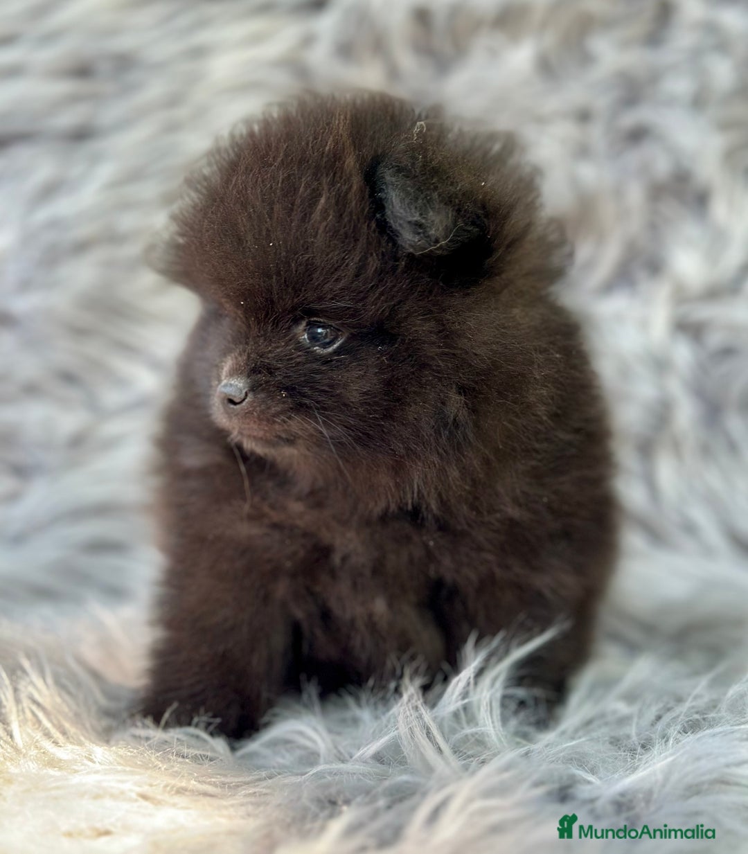 Pomerania perros en venta: POMERANIA LULU TOY - Imagen 3