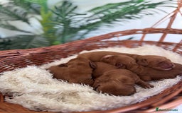 Cocker Spaniel Inglés perros en venta: COCKER SPANIEL INGLES - Imagen 8