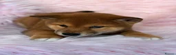 Shiba Inu perros en venta: Hembra Shiba Inu marron  - Anuncio 3
