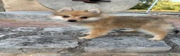 Pomerania perros en venta: Pomerania hembra  - Anuncio 2