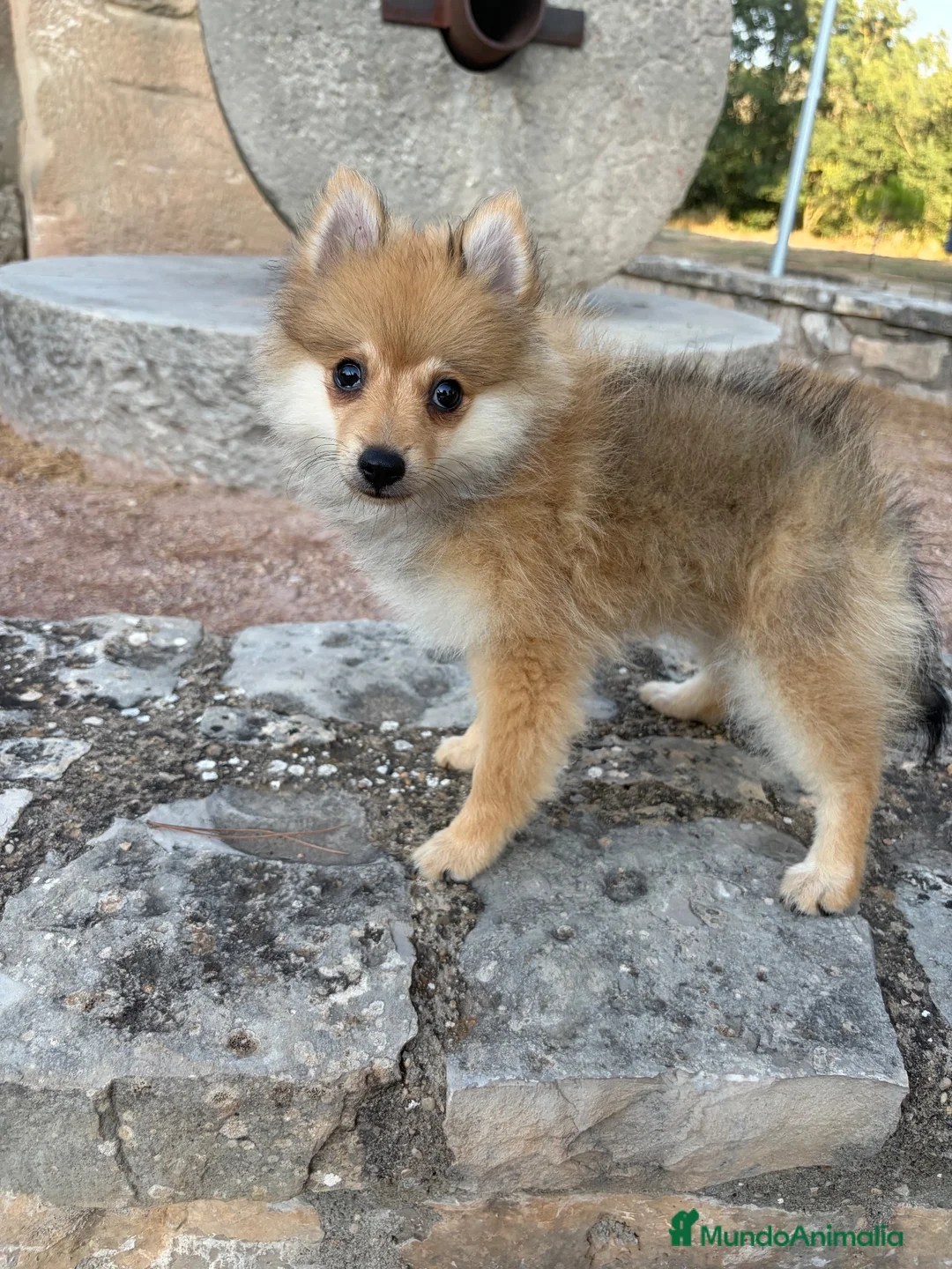 Pomerania perros en venta: Pomerania hembra  - Anuncio 2
