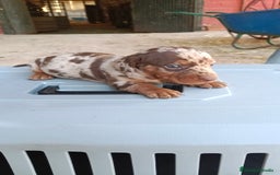 Teckel perros en venta: Teckel kaninchen macho  - Imagen 5