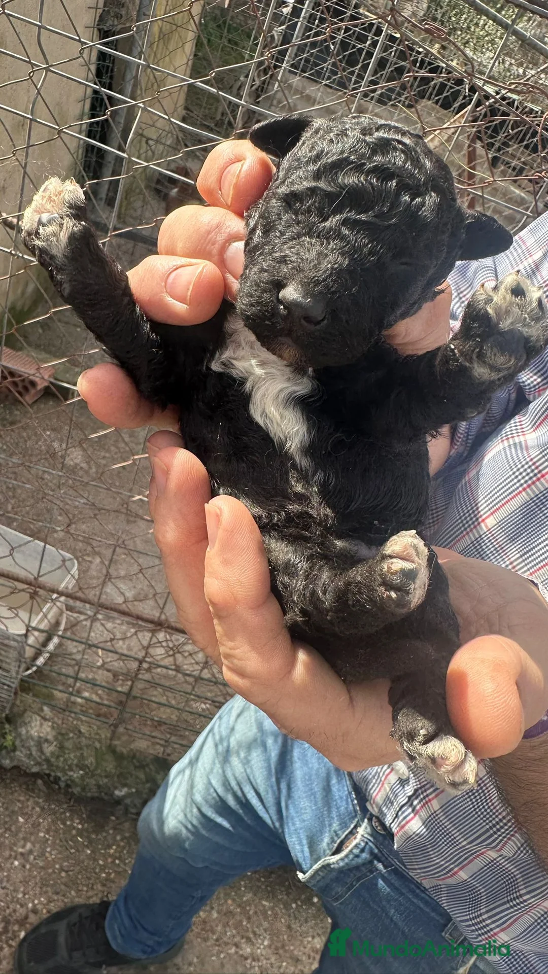 Perro de Agua Español perros en venta: PERRO DE AGUA ESPAÑOL - Anuncio 2