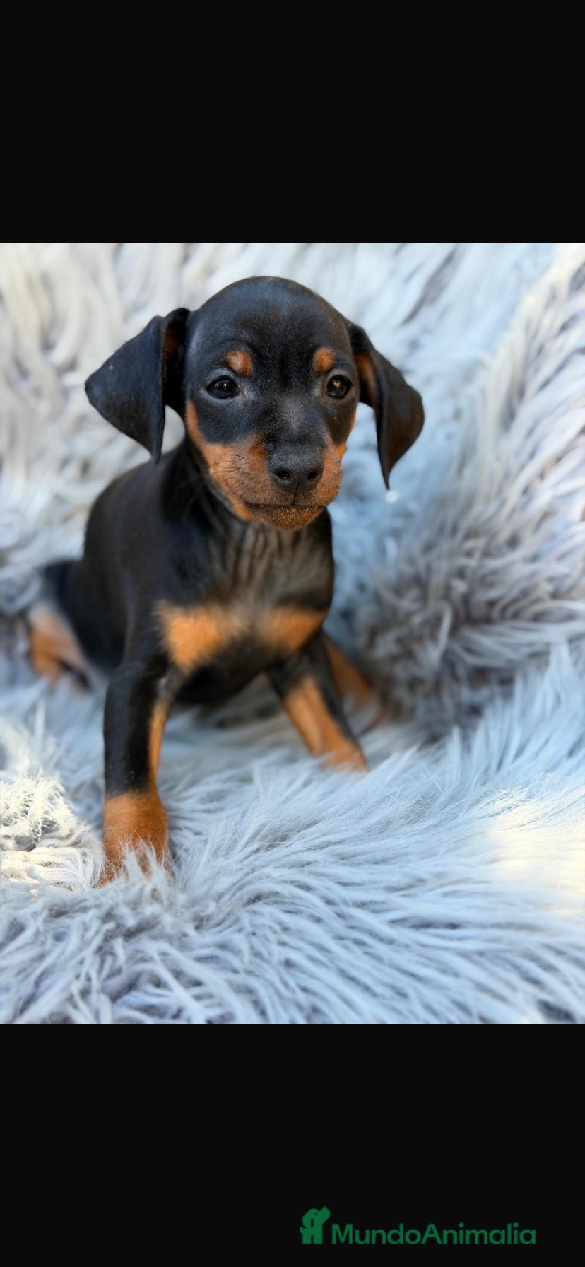 Pinscher Miniatura perros Preciosos mini pinscher - Anuncio 3
