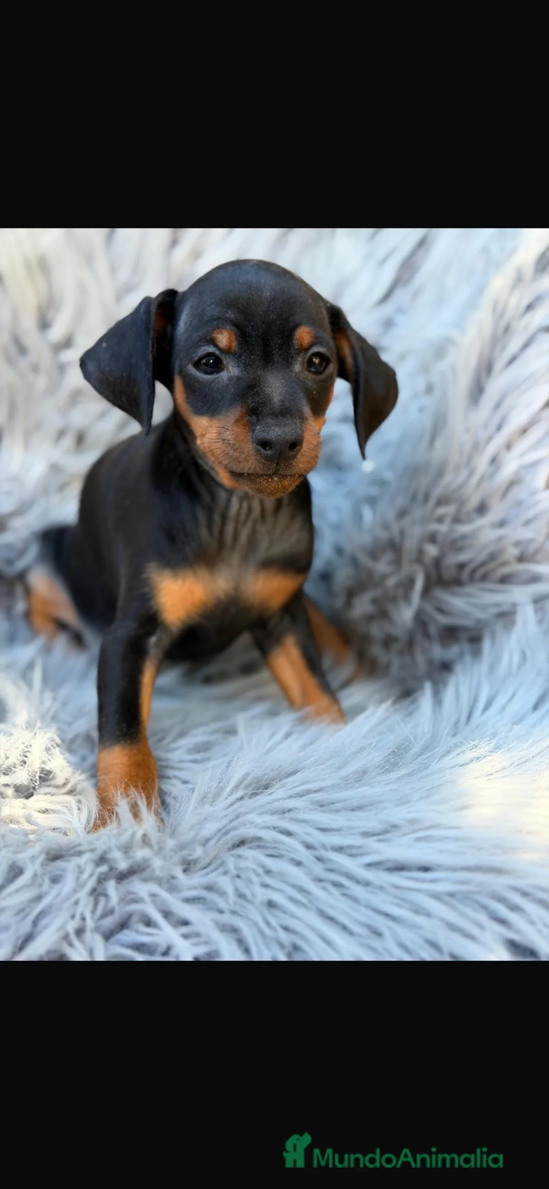 Pinscher Miniatura perros en venta: Preciosos mini pinscher - Anuncio 1