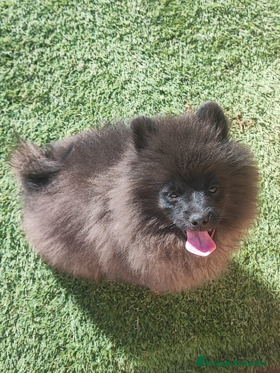 Pomerania perros en venta: SPITZ ALEMAN - Anuncio 5