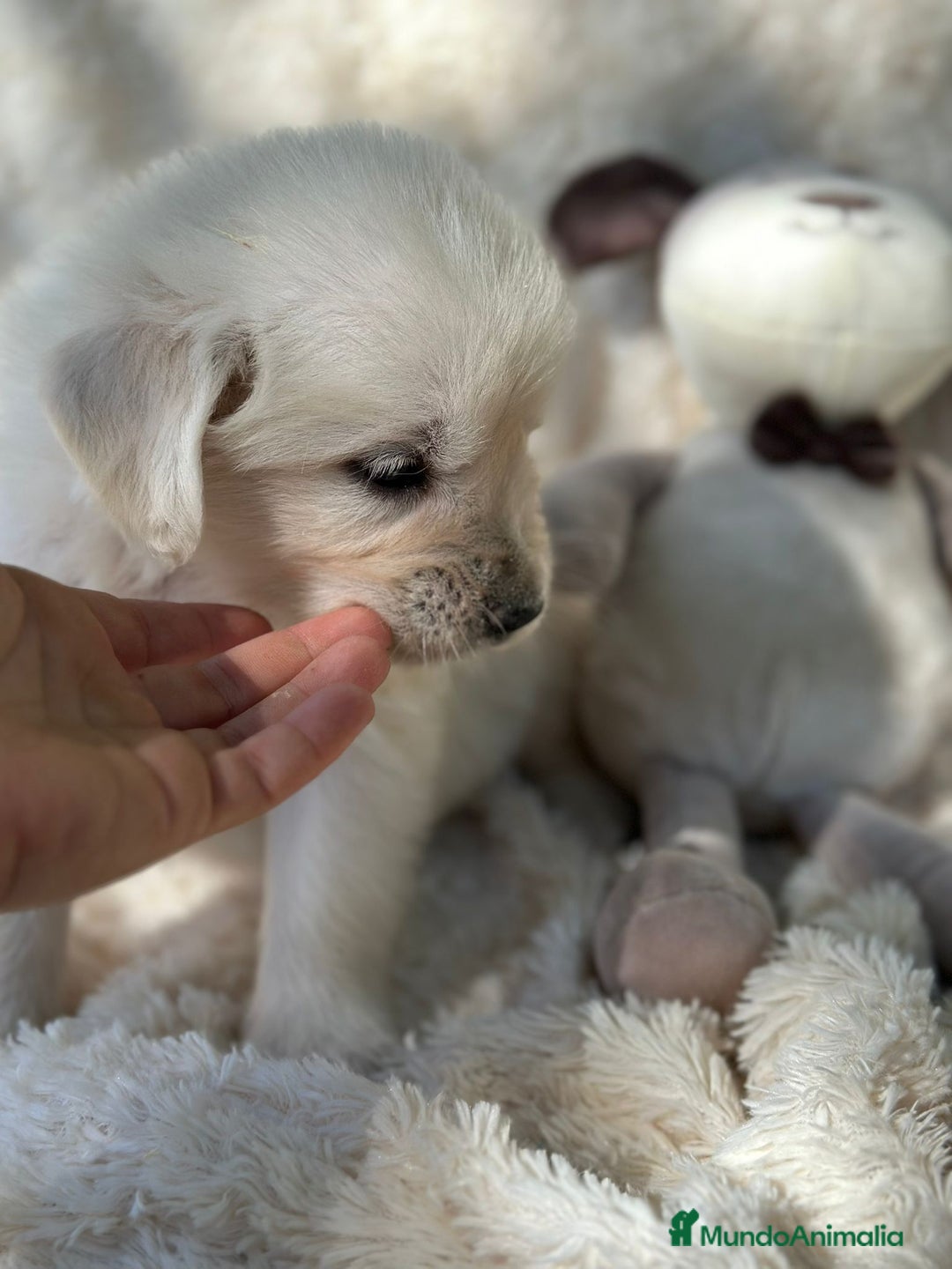 Golden Retriever perros en venta: Golden Retriever macho  - Imagen 4