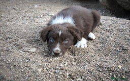 Border Collie perros en venta: Cachorros border collie color chocolate  - Imagen 9