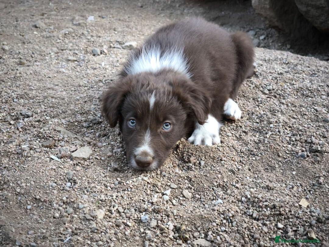 Border Collie perros en venta: Cachorros border collie color chocolate  - Imagen 9
