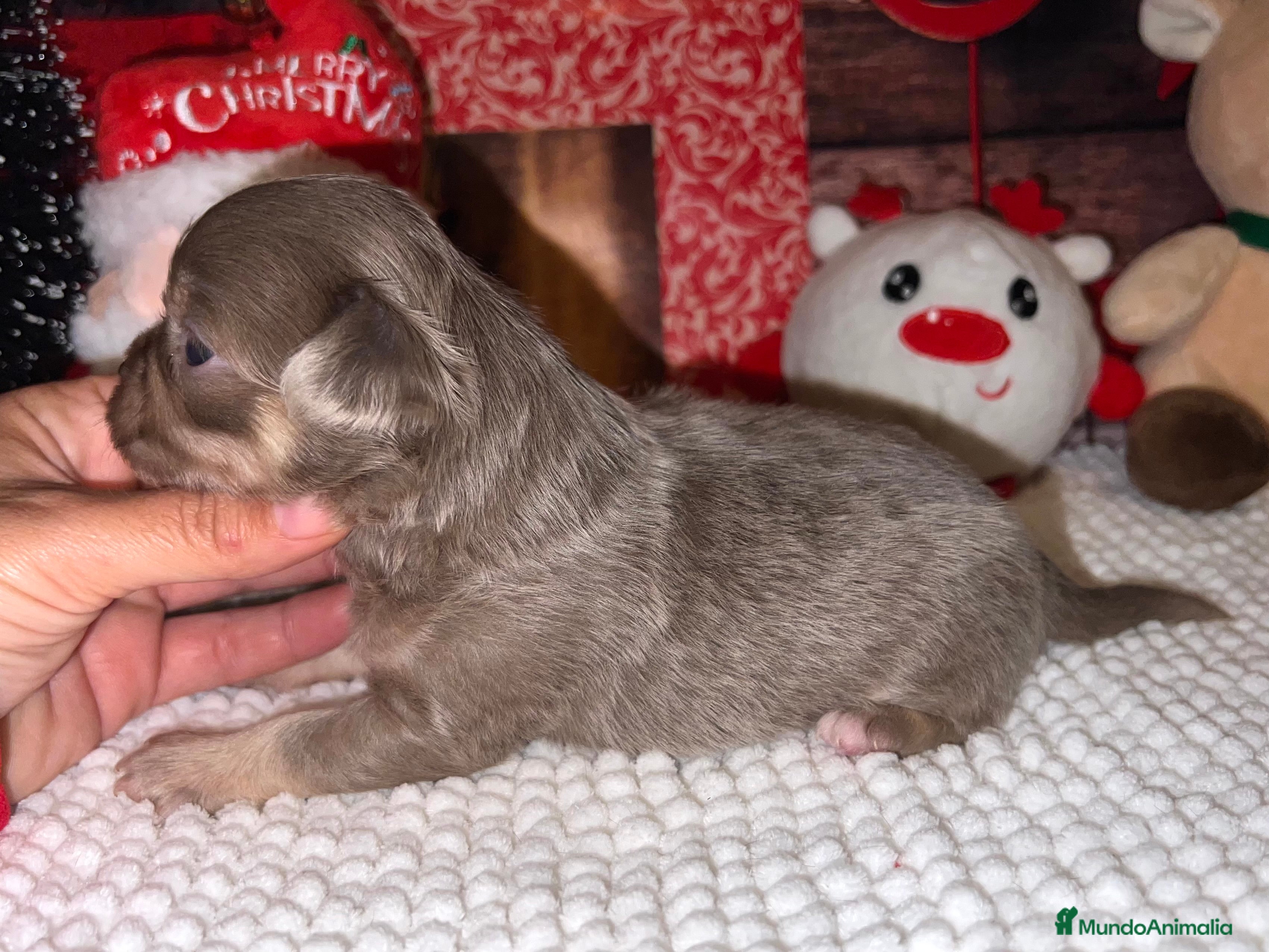 Chihuahua perros CHIHUAHUA PELO LARGO TRICOLOR LILAC  - Anuncio 18