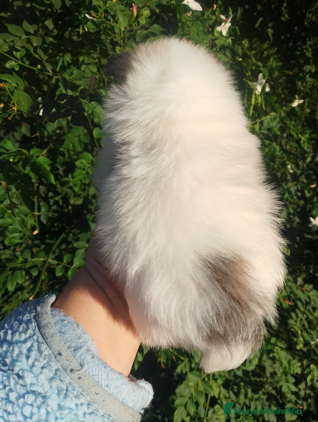 Pomerania perros en venta: Macho de pomerania macho  - Anuncio 3