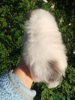 Pomerania perros Macho de pomerania macho - Anuncio 5