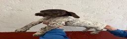 Braco Alemán de Pelo Corto perros en venta: Macho Braco Alemán con pedigrí  - Anuncio 3