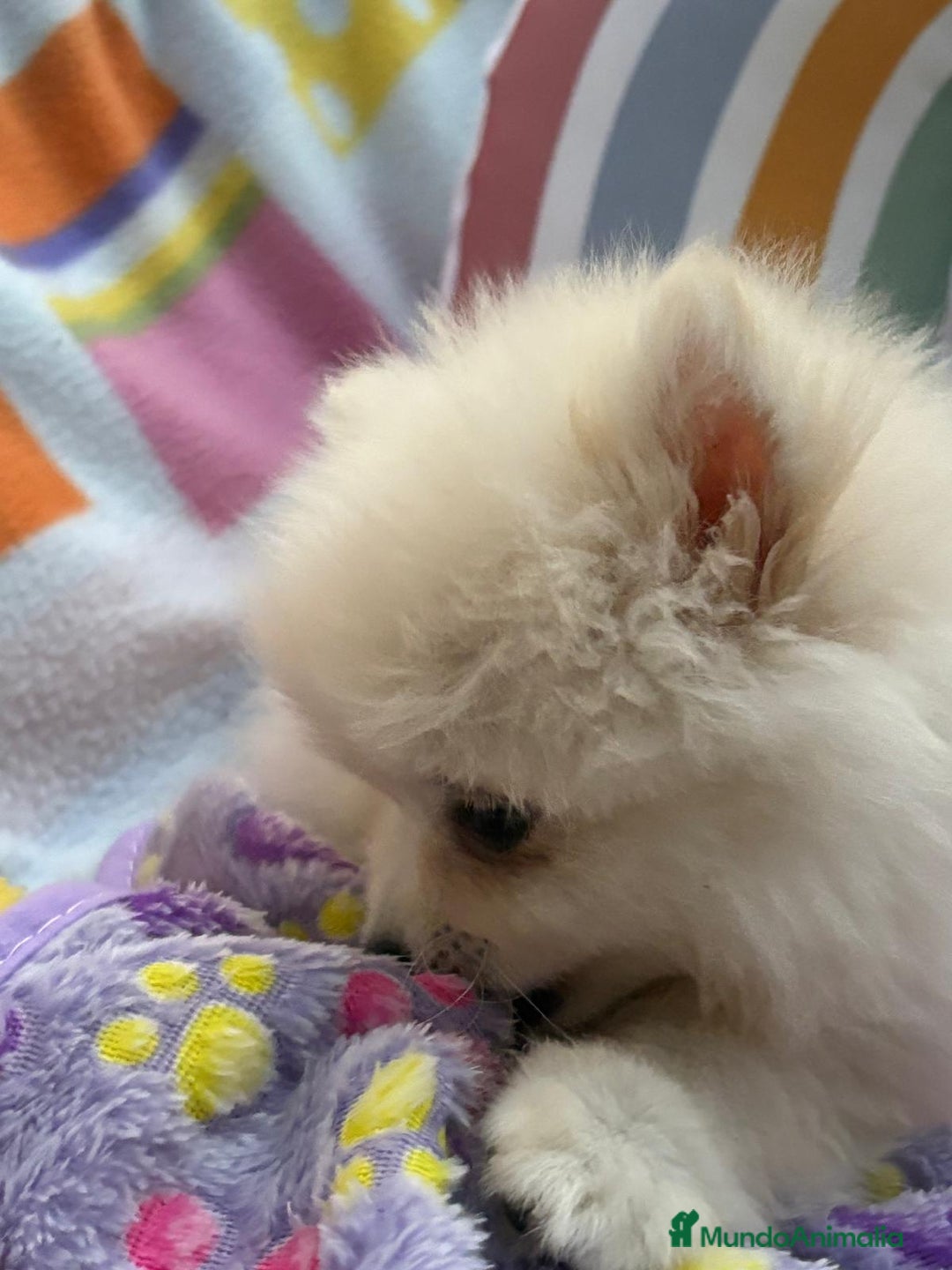 Pomerania perros en venta: Lulu pomerania toy  - Imagen 8
