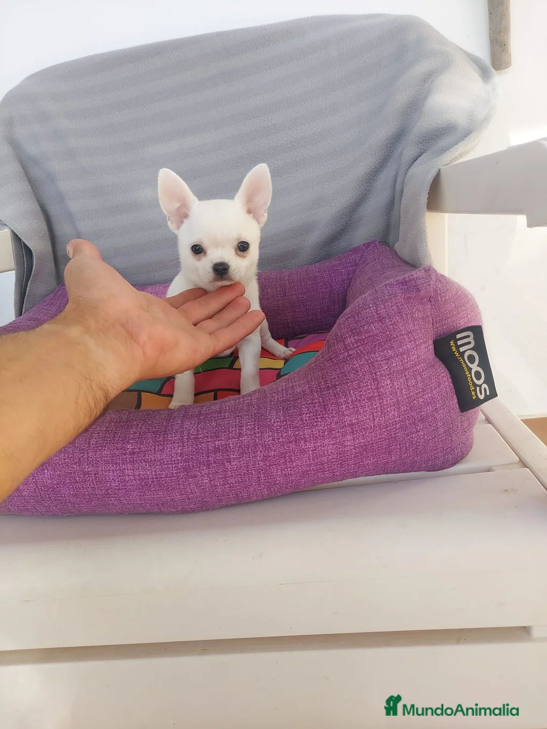 Chihuahua perros en venta: preciosos chihuahuas toy - Anuncio 5