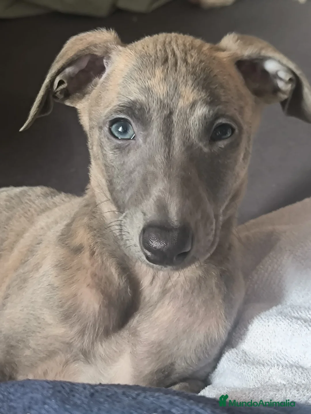 Whippet perros en venta: Último whippet!! - Anuncio 2