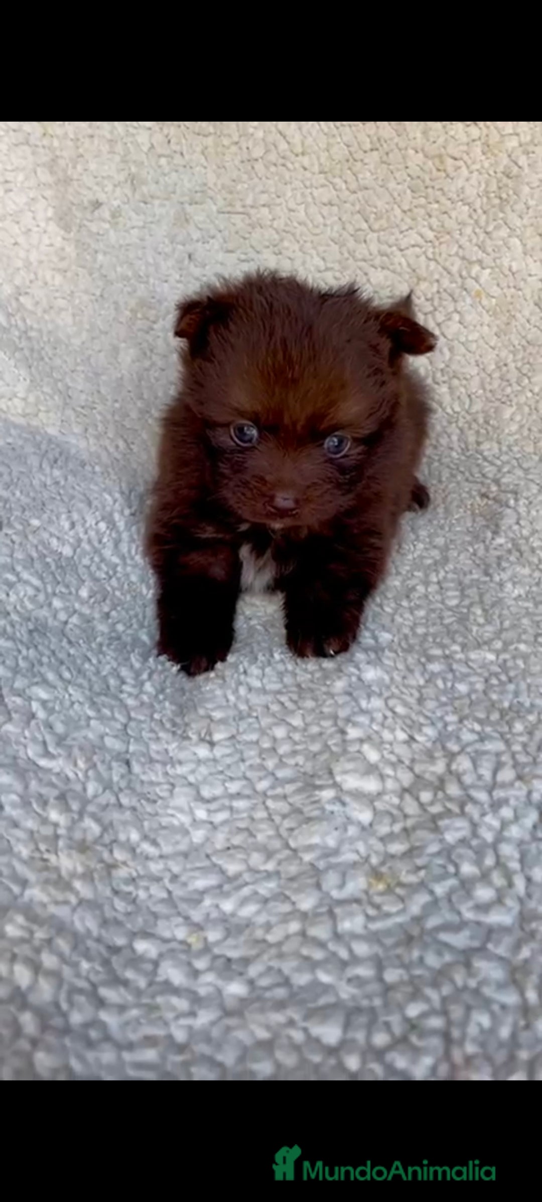 Pomerania perros en venta: Pomerania chocolate Toy  - Imagen 2