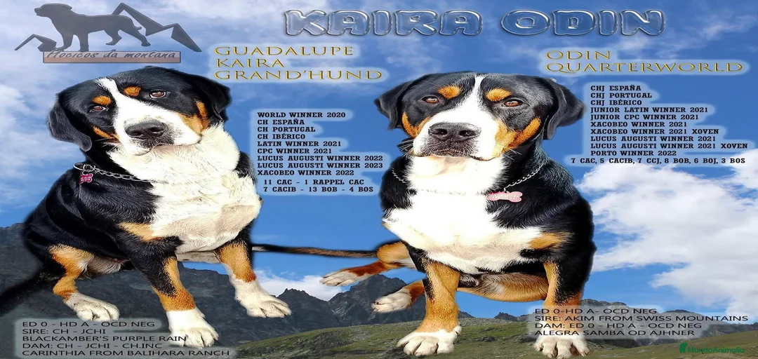 Imagen de galería {{count}}