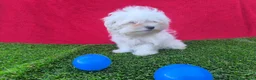 Bichón Maltés perros en venta: Bichón maltés  - Anuncio 2