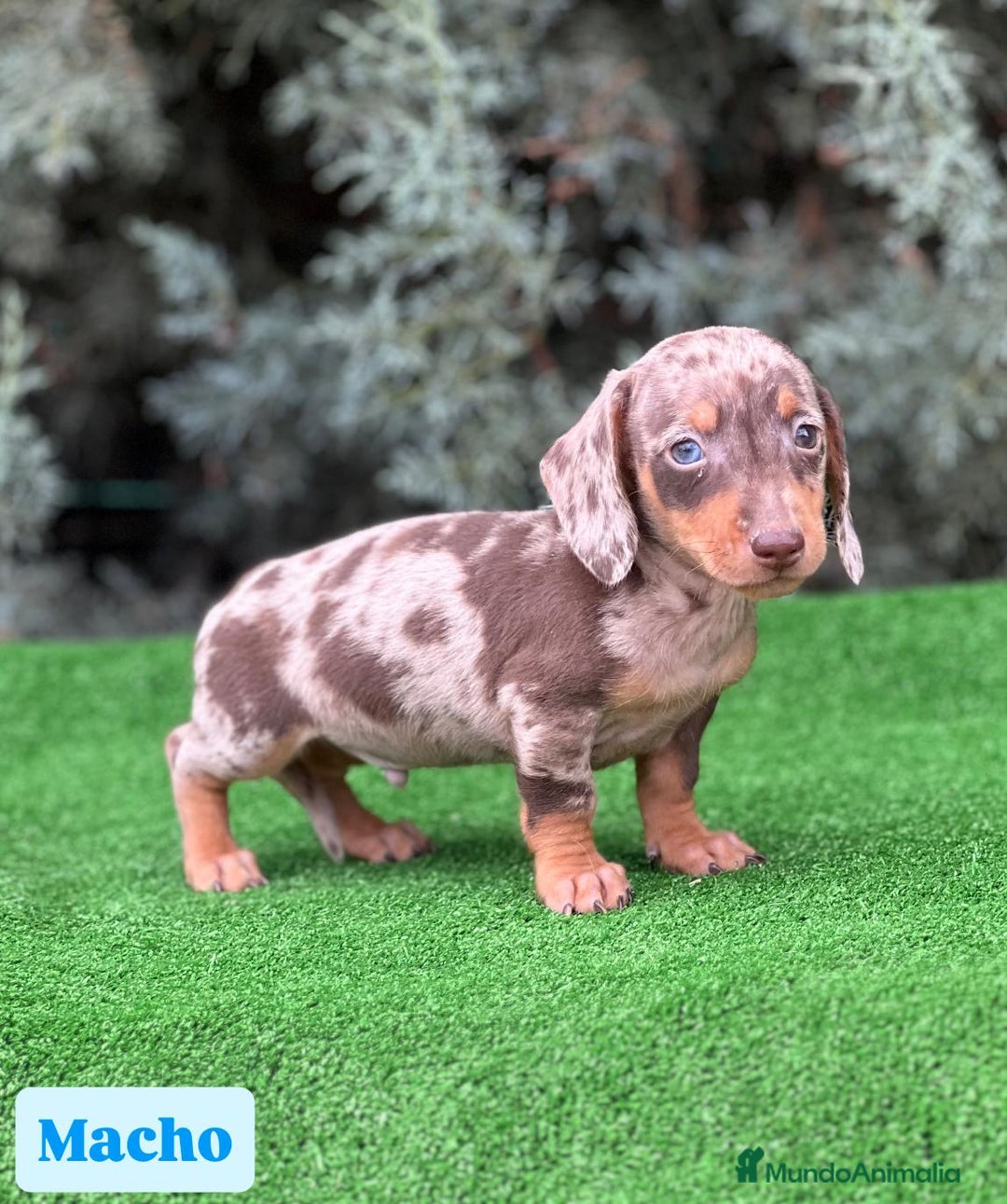 Teckel Miniatura perros en venta: Teckel miniatira - Imagen 7