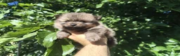 Pomerania perros en venta: Pomerania  - Anuncio 4
