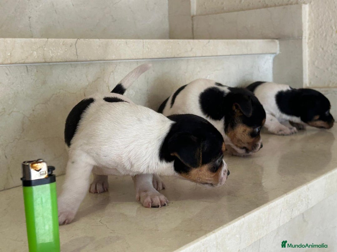 Jack Russell Terrier perros en venta: Jack Russell Terrier  - Anuncio 6