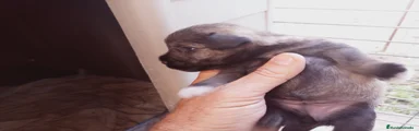 Schnauzer Miniatura Cachorro 3