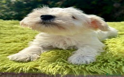 Schnauzer Miniatura perros en venta: Schnauzer miniatura  - Imagen 8