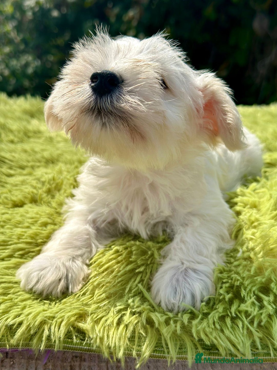 Schnauzer Miniatura perros en venta: Schnauzer miniatura  - Imagen 8