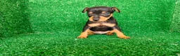 Pinscher Miniatura perros en venta: Pincher miniatura  - Anuncio 12