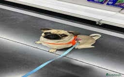 Carlino - Pug perros en venta: ENTREGA EN REYES, CARLINO ♂️♀️ - Anuncio 2