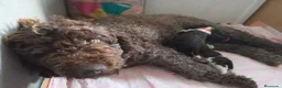 Perro de Agua Español perros en venta: PDA MARISMEÑOS - Anuncio 9