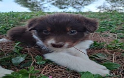 Pastor Australiano perros en venta: PASTOR AUSTRALIANO  - Imagen 1