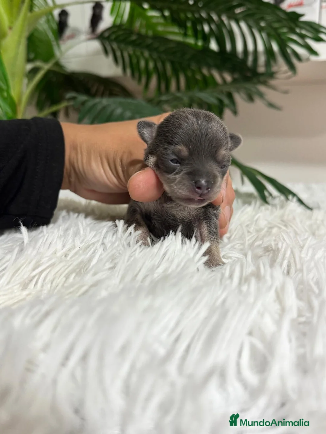 Chihuahua perros en venta: Chihuahua Blue hembra - Anuncio 10