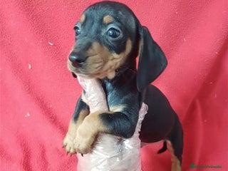 Teckel Miniatura perros Teckel Miniatura - Anuncio 2