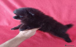 Pomerania perros en venta: Pomerania Mini  - Imagen 2