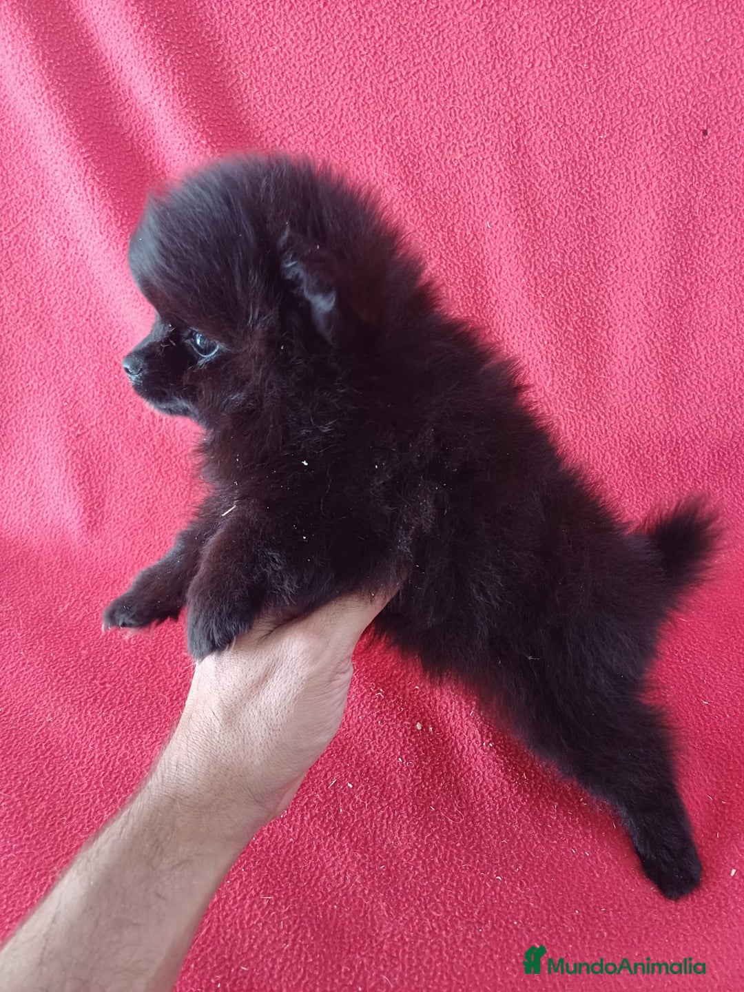 Pomerania perros en venta: Pomerania Mini  - Imagen 2