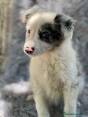 Border Collie Cachorro 2