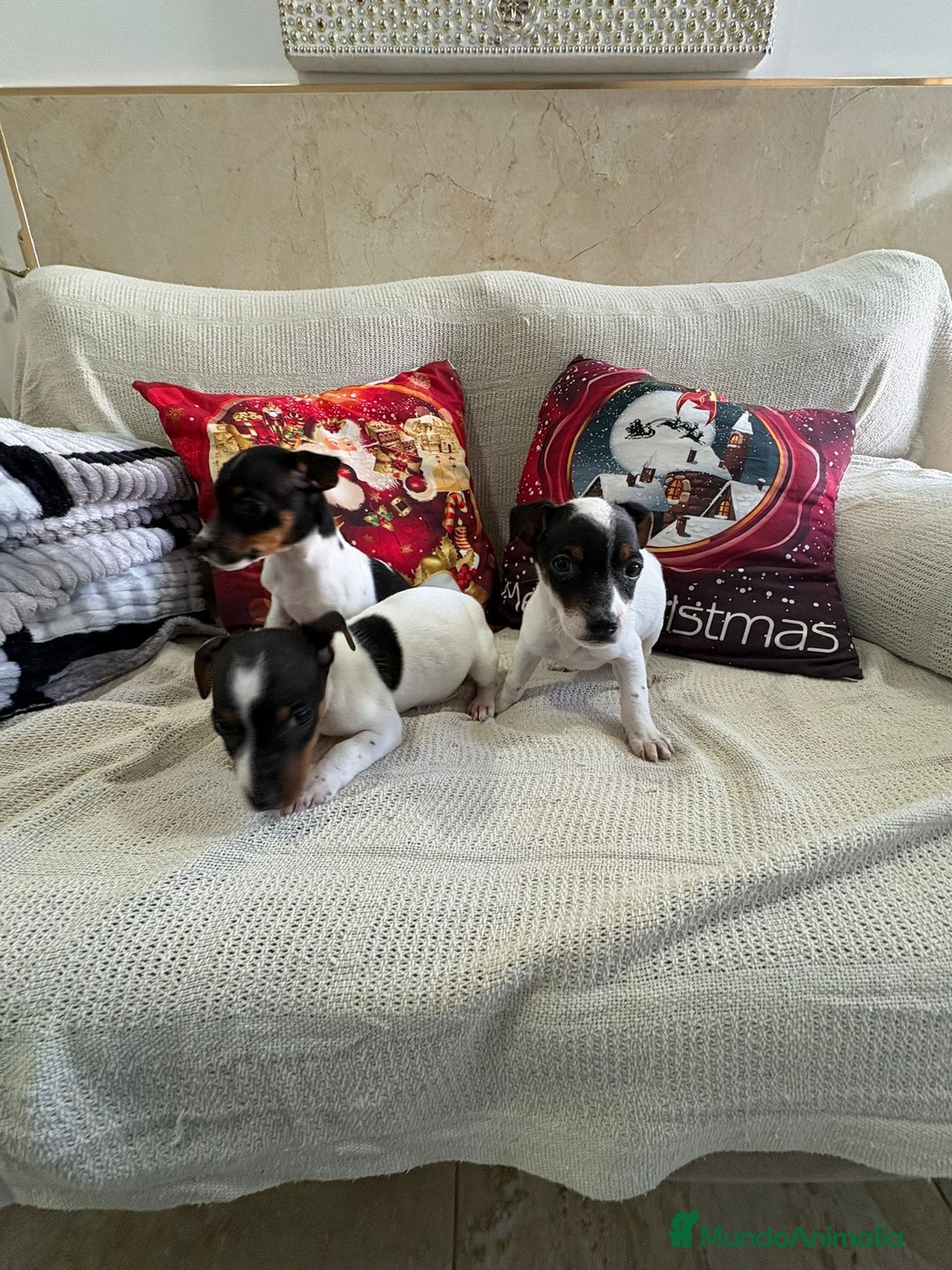 Jack Russell Terrier perros en venta: Jack Russell  - Anuncio 3