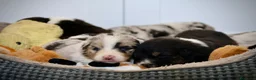 Pastor Australiano perros en venta: Aussie con garantias, pedigree, de cria familiar - Anuncio 9