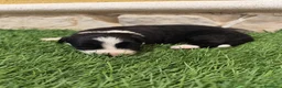 Border Collie perros en venta: Border Collie hembra   - Anuncio 6