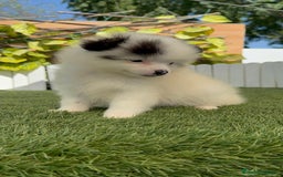 Pomerania perros en venta: POMERANIA HEMBRA BLANCA Y NEGRA - Imagen 1