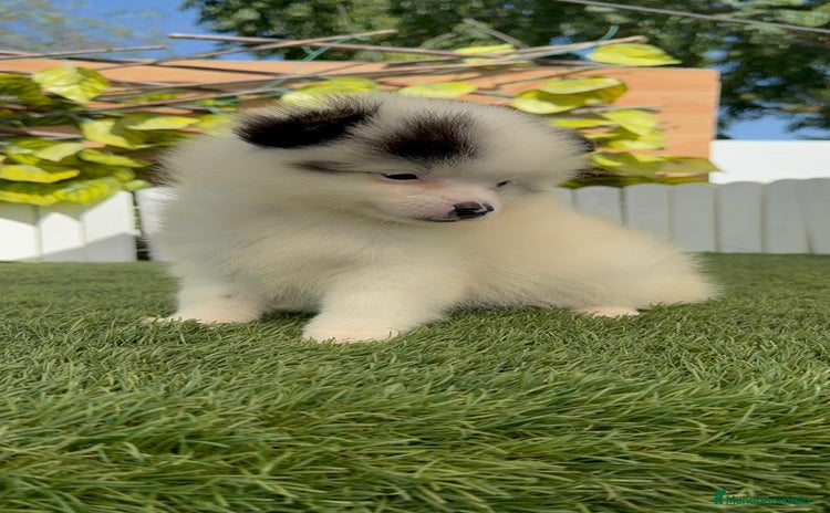 Pomerania perros - Propaganda 4