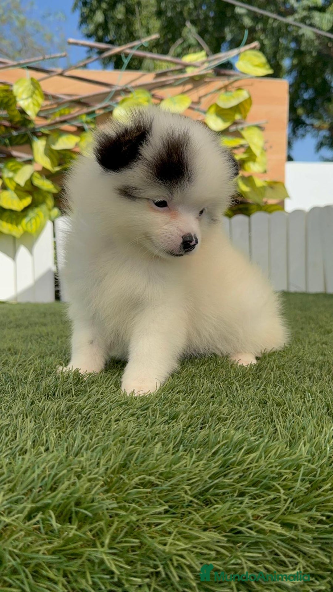 Pomerania perros en venta: POMERANIA HEMBRA BLANCA Y NEGRA - Imagen 1